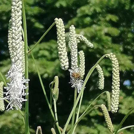 Im Idyllischen Garten *