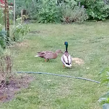 Im Idyllischen Garten *
