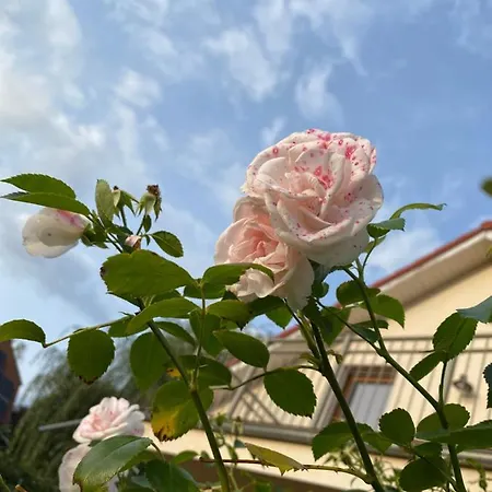 Haus Gartenparadies Holiday home
