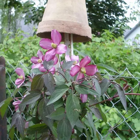 Ferienwohnung Mit Garten Homestay